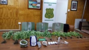 Atendían procedimiento por agresión y terminaron incautando plantación de droga