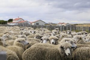 Seremi de Agricultura destacó nueva Expogama