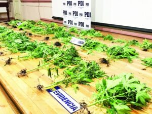 PDI acudió a investigar muerte de joven y encontró más de 30 plantas de marihuana