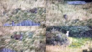 Detectan puma con cámaras de teledetección