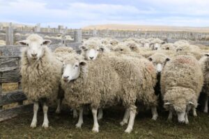 Expogama 2019: desde cómo vender una estancia hasta efectos del cambio climático