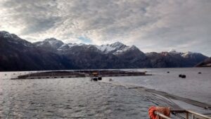 Sernapesca confirmó caso de virus ISA en centro de cultivo de la empresa Cermaq Chile