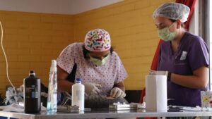 Subdere aumentó presupuesto para tenencia responsable de mascotas