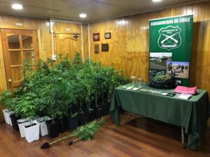 Incautan 77 plantas de marihuana y casi un kilo de droga en fase de secado