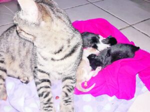 Detienen a sujeto que fue sorprendido  botando a la basura gatos recién nacidos