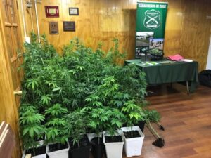 Con reclusión domiciliaria quedaron cuñados que arrendaban casa para cultivar marihuana