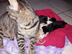Detienen a sujeto que fue sorprendido botando a la basura gatos recién nacidos