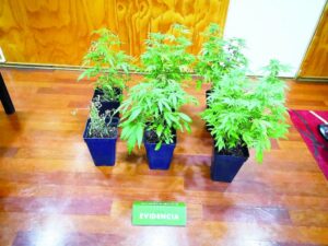 OS-7 incautó sistema de cultivo indoor con seis plantas de marihuana en su interior