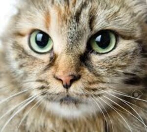 Pelea por un gato terminó en los tribunales de justicia