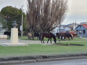SAG admite aumento de animales domésticos sueltos de gran tamaño en la ciudad