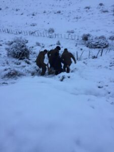 CONAF denuncia hallazgo de Puma muerto