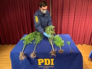 Cinco plantas de marihuana fueron incautadas por la PDI