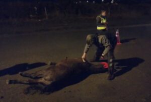 Caballo murió tras ser atropellado por un automóvil
