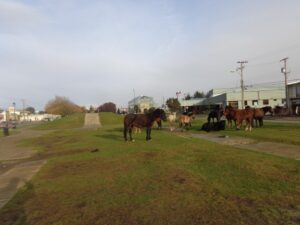 Solidaridad equina