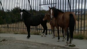 Vecinos molestos por situación de caballares sueltos que circulan por las calles