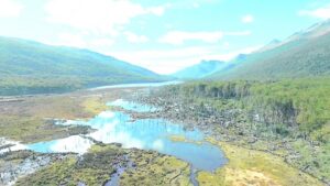El impactante daño medioambiental del castor en Tierra del Fuego