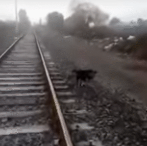 Video muestra el momento donde maquinista detiene tren para salvar a perrito abandonado y amarrado a las vías