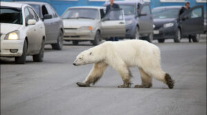 Encuentran oso polar hambriento a 800 kms de su hábitat natural en Rusia