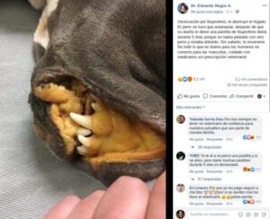 Impactante imagen muestra por qué nunca debes dar Ibuprofeno a tu perro