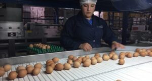 Producción de huevos continúa en alza en 2019 y retail privilegia huevos libres de jaula