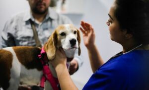 28 perros fueron capturados por la municipalidad durante Carnaval de invierno