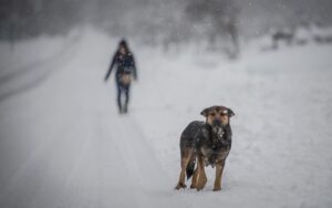 Temperaturas siguen a la baja en Lonquimay, llegando a mínimas históricas