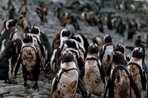 Pingüinos llenos de petróleo debido a repostaje de barcos en mar africano
