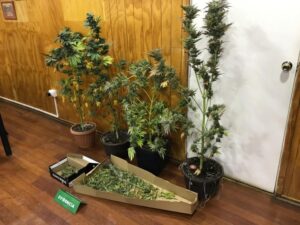 Dos procedimientos de droga derivaron en la incautación de avanzados sistemas de cultivo