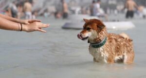 Francia registró récord histórico de 46º centígrados y afrontará una nueva ola de calor