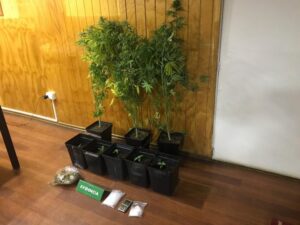 O.S.7 de Carabineros incautó ocho plantas de Marihuana en Avenida Eduardo Frei