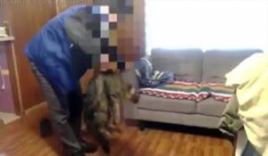 Advierten sobre nuevos casos de maltrato animal por parte de joven que violentó gatos