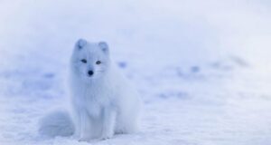 Crearán nueva área protegida en el Ártico: cambio climático amenaza a miles de animales en la zona