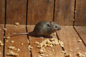 Seremi de Salud investigará posible presencia de ratones en Condominio San Ignacio