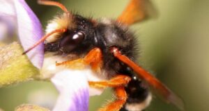 Proponen catastro nacional de abejas nativas: acción busca favorecer su conservación