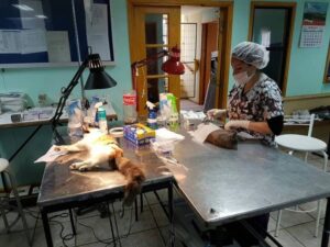 Agrupación UDDA entregará cupos para cirugías veterinarias a bajo costo
