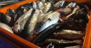 14 detenidos deja operativo en Chiloé: 25 toneladas de salmones fueron decomisados