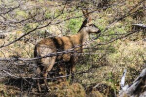 Avistan huemul en El Paine