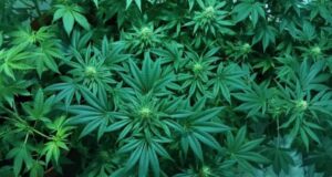 ISP se querella por paciente que consumió preparado con cannabis y terminó inconsciente