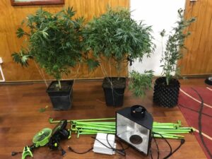 OS7 de Carabineros detuvo a sujeto que poseía cultivo indoor en su vivienda