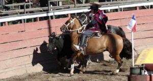Presentan proyecto de ley para impedir el rodeo y declararlo como maltrato animal