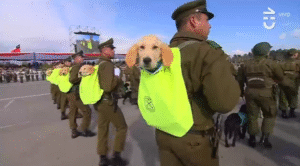 Perritos de Carabineros enternecieron a millones en su paso por la Parada Militar