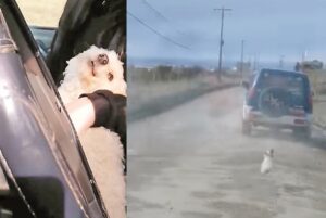 Maltrato animal:  joven encaró y evitó abandono de mascota por conductor
