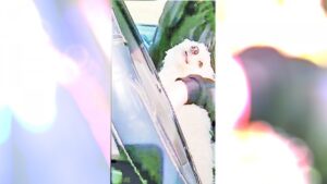 Dueño de perro “funado” por redes sociales se defiende y denunció amenazas de muerte en su contra