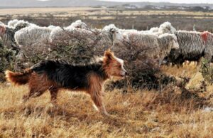 Estudio científico ratificó nueva raza de perro en la Región de Magallanes