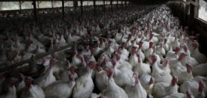 SAG realizará nuevo muestreo de aves tras sacrificio de 68 mil pavos por influenza aviar