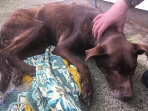 Investigan grave denuncia de  maltrato animal en la Villa Friburgo
