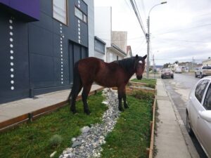 UDDA propone plan para manejar animales de gran tamaño en la vía pública
