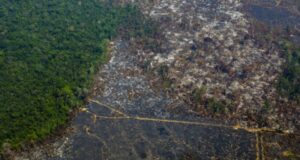 Deforestación de la Amazonía brasileña creció 91% de enero a agosto