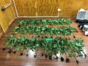 Justicia dejó libre a primos detenidos por atacar con cuchillo a joven y cultivar plantación de marihuana