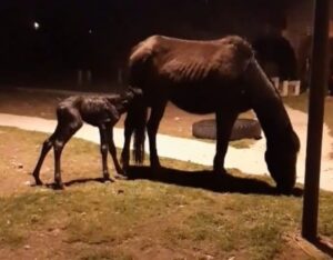Un potrillo recién nacido ha estado circulando por las calles desde esta madrugada